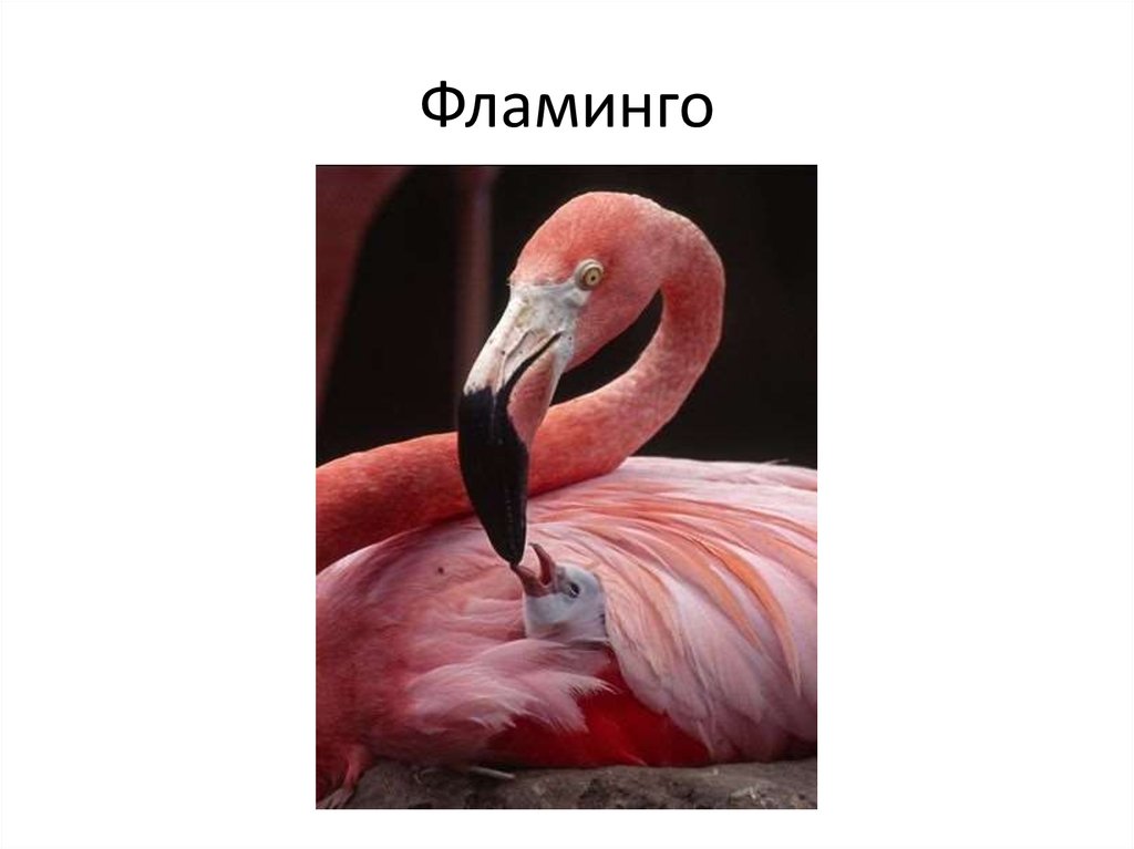 Фламинго