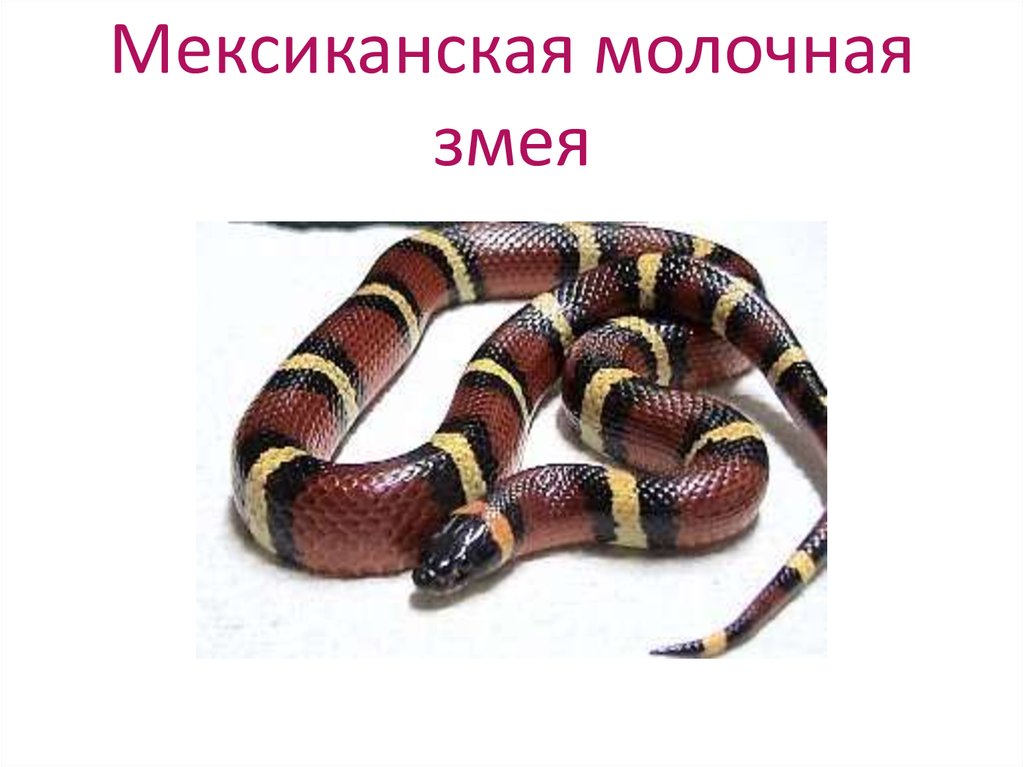 Мексиканская молочная змея
