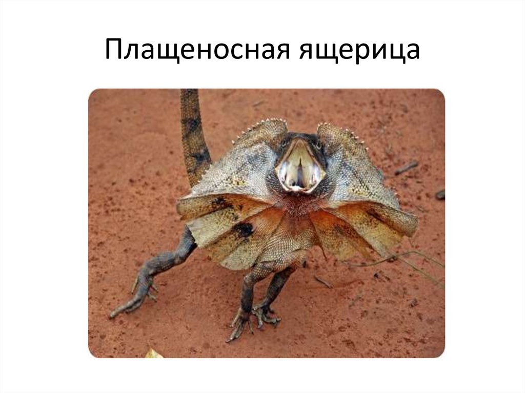 Плащеносная ящерица