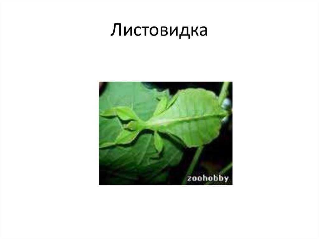 Листовидка