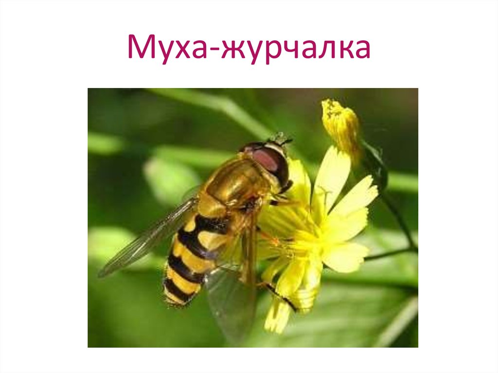 Муха-журчалка