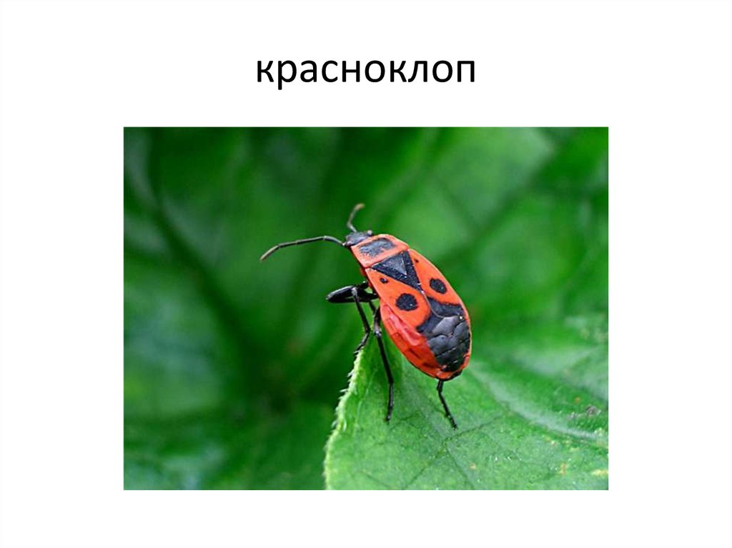 красноклоп