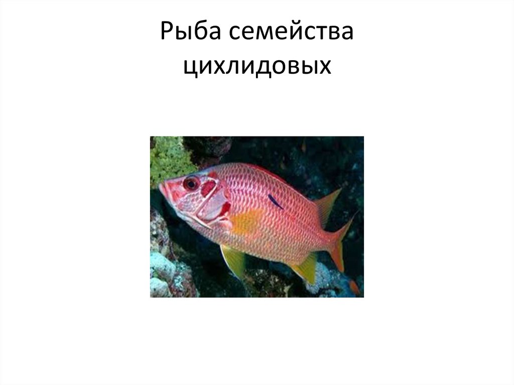 Рыба семейства цихлидовых