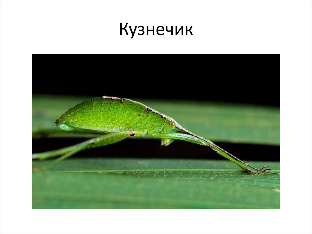 Кузнечик