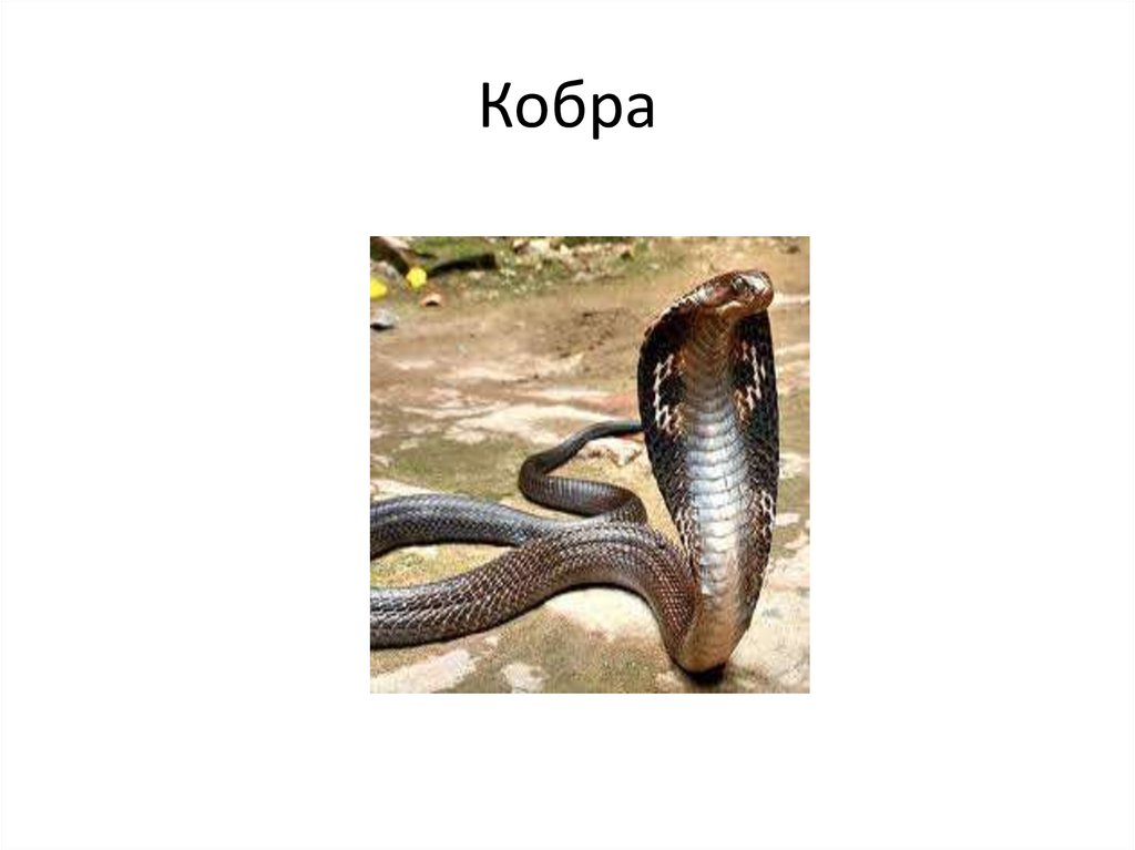 Кобра