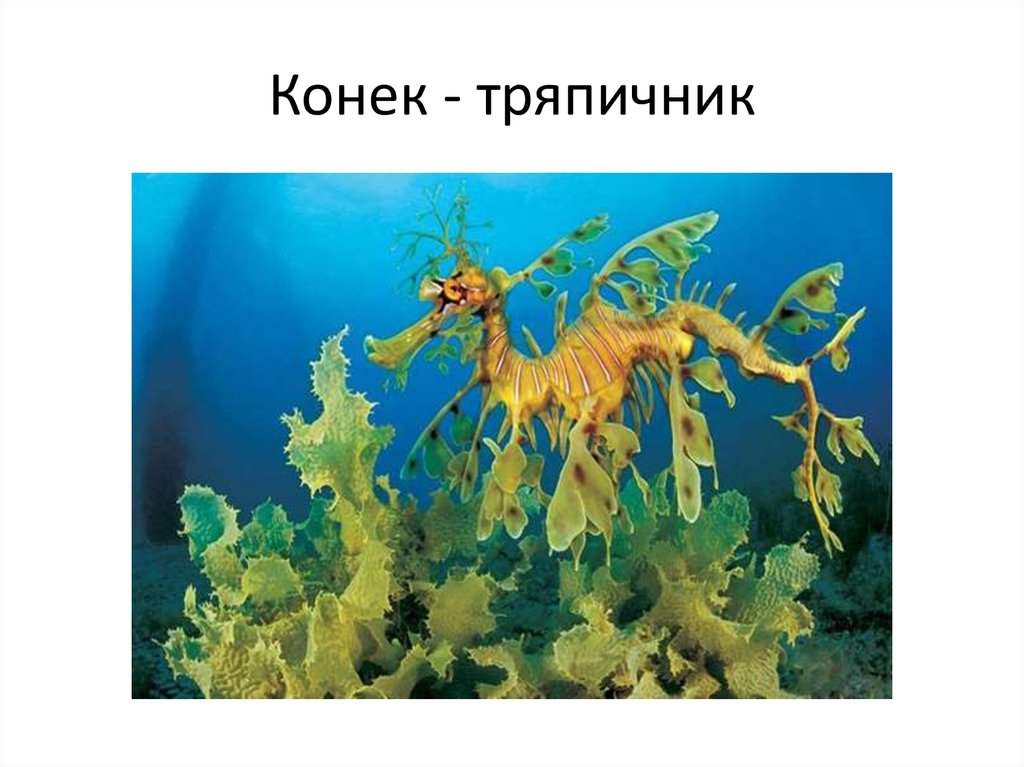 Конек - тряпичник