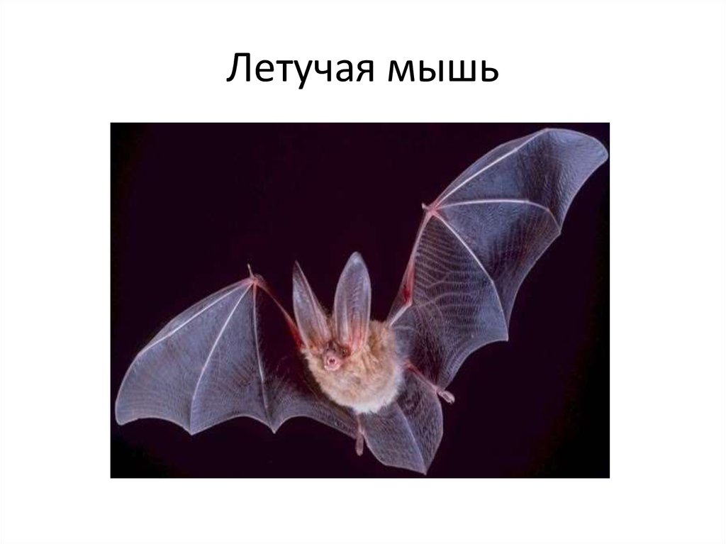 Летучая мышь