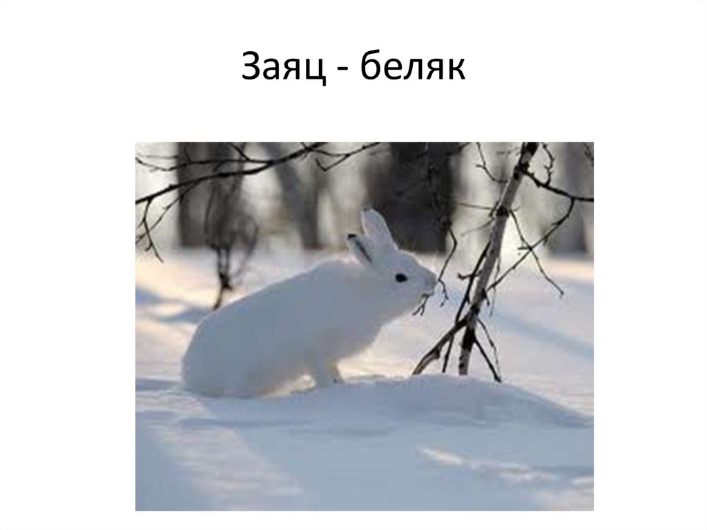 Заяц беляк ответы. Доклад про зайца. Заяц беляк. Заяц беляк ответы. Заяц беляк и русак.