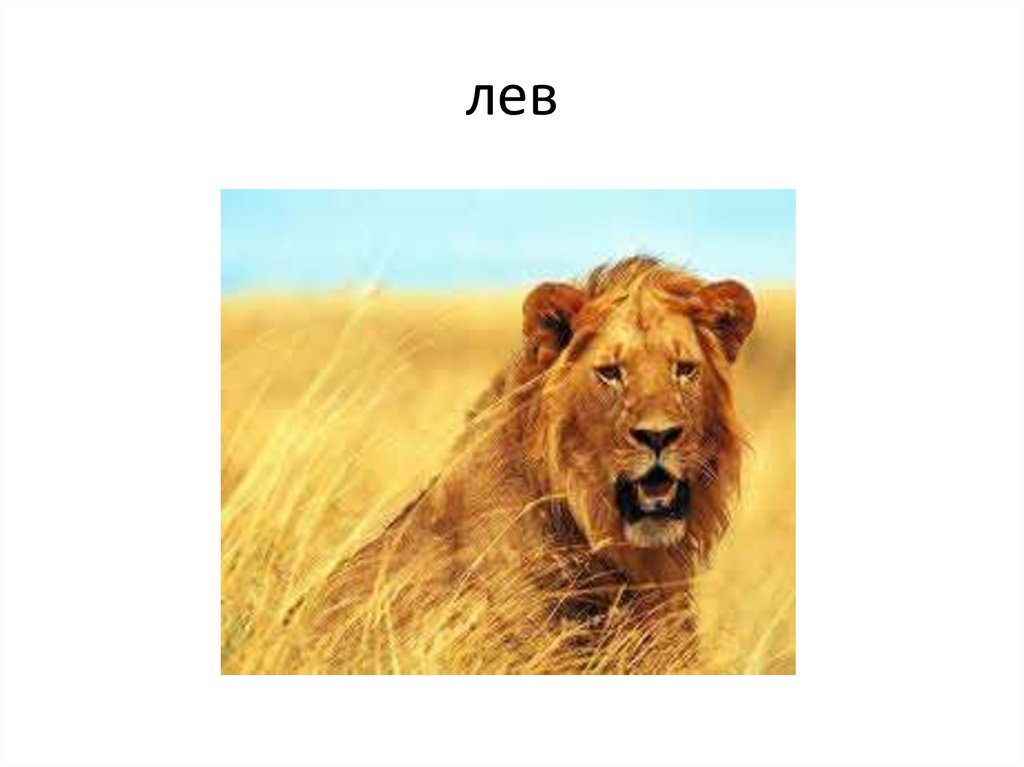 лев