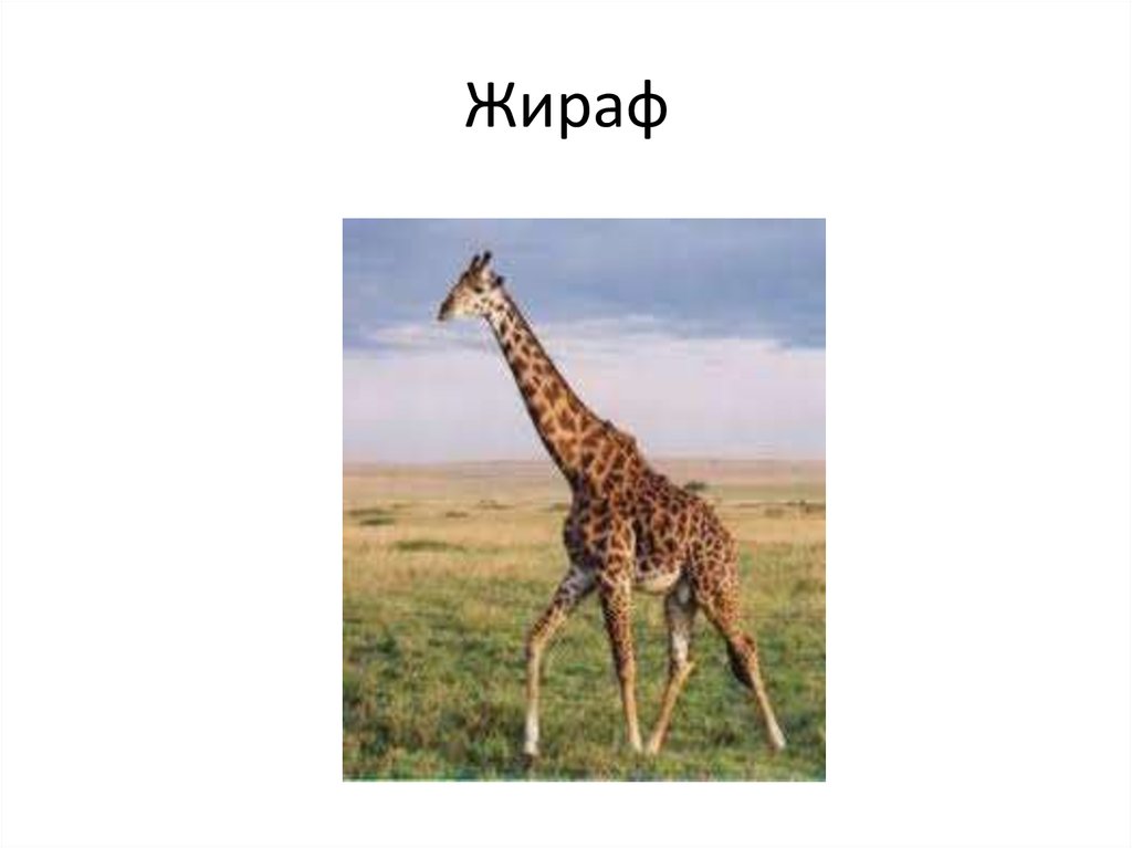 Жираф