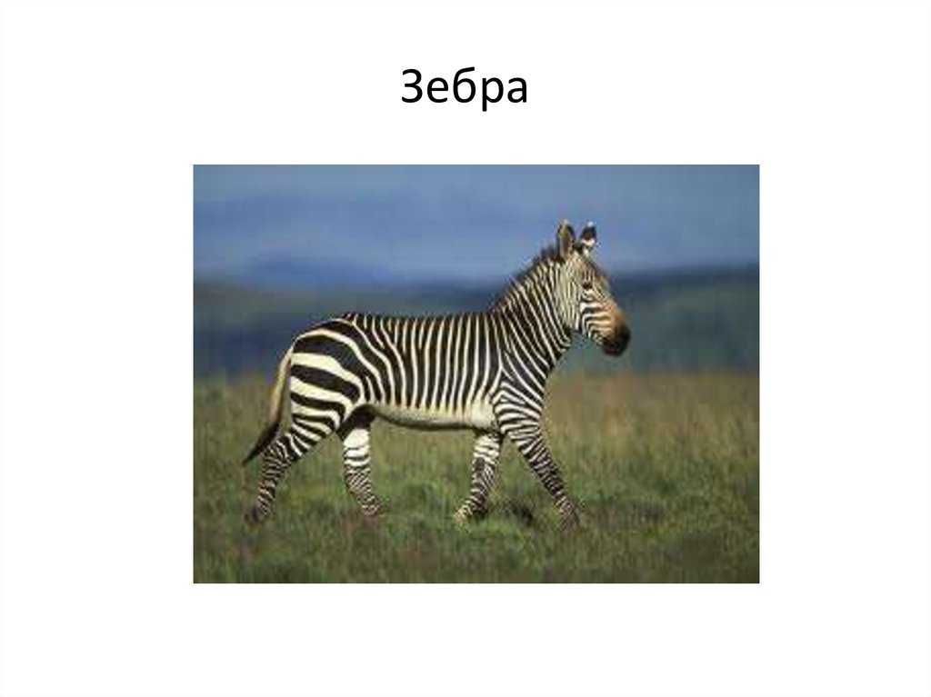 Зебра