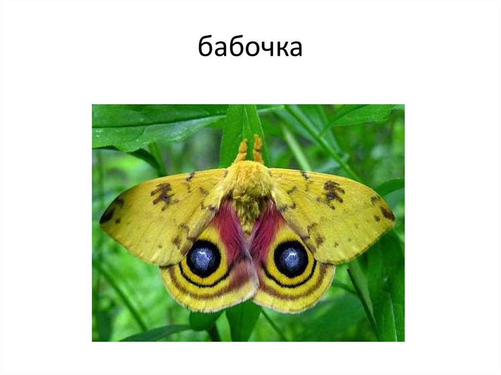 бабочка