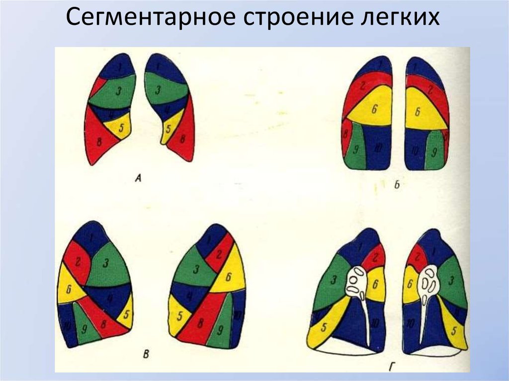 Сколько сегментов. Сегменты легкого анатомия. Сегментерное строение лёгких. Сементарное строение лёгких. Сегментарное строение легкого схема.