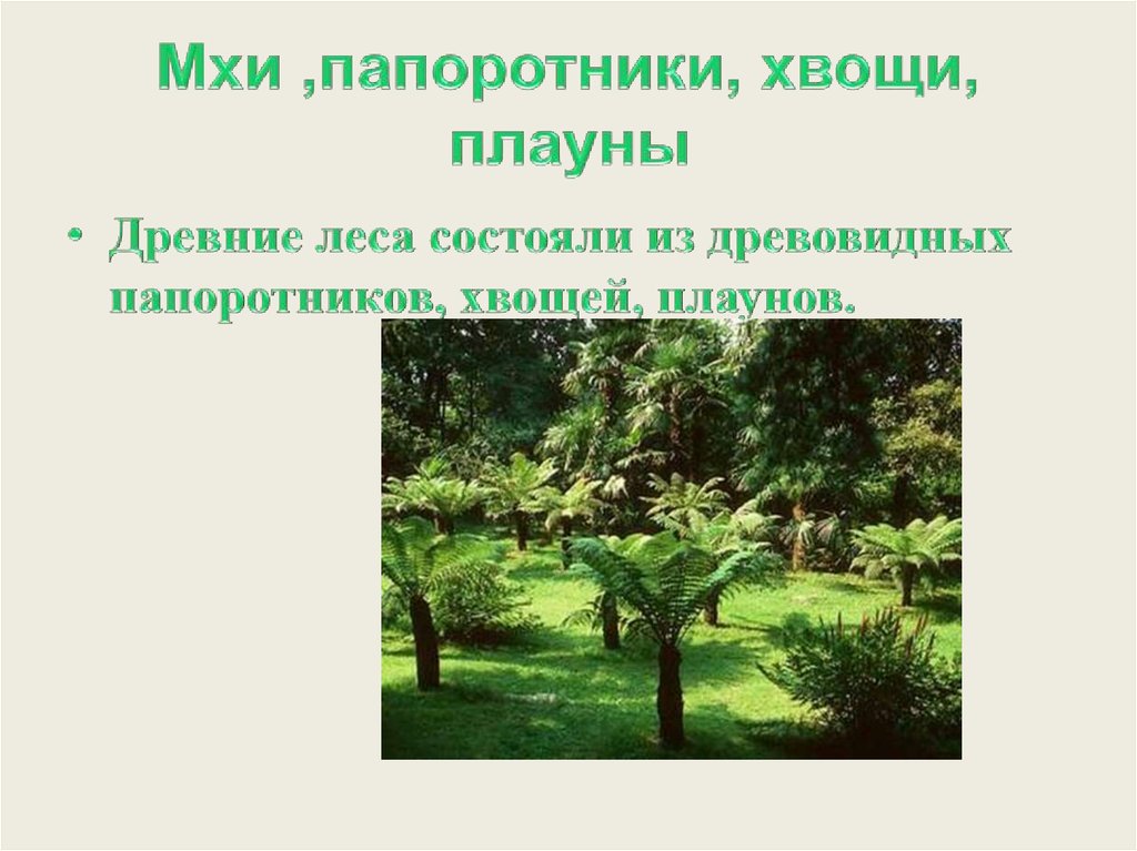 Мхи папоротники 7 класс. Древовидные папоротники хвощи и плауны. Мхи папоротники хвощи плауны. Мхи папоротники плауны. Моховидные и Папоротниковидные.