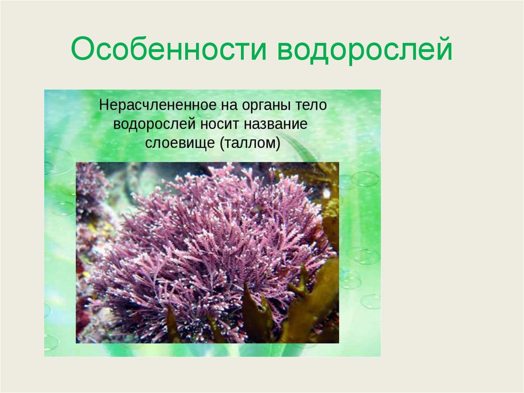 Характеристика водорослей. Особенности водорослей. Отличительные особенности водорослей. Характерные особенности водорослей.