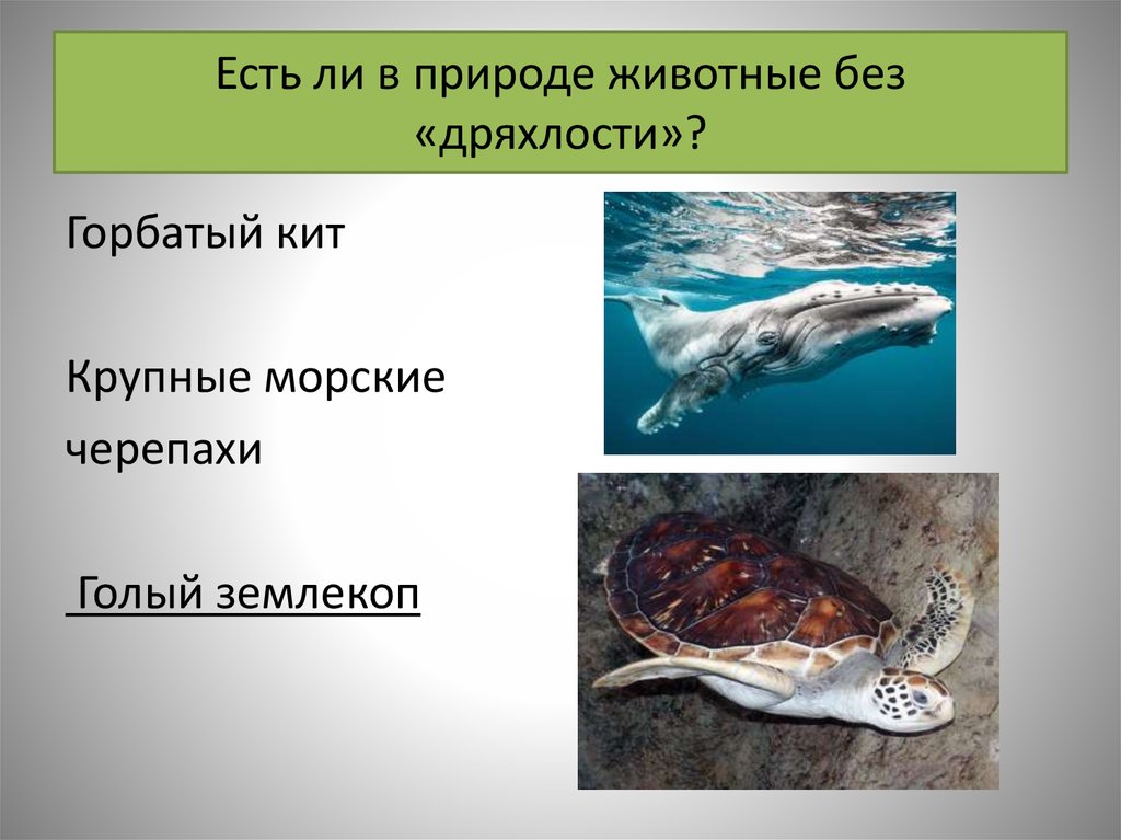 Есть ли в природе животные без «дряхлости»?