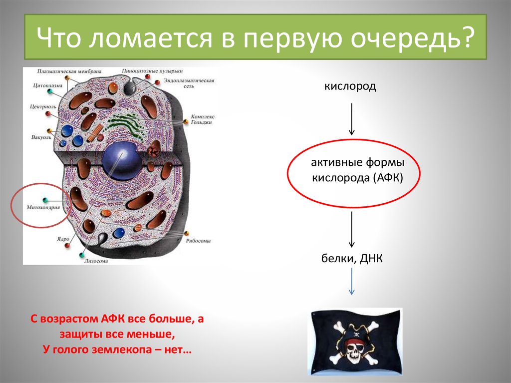 Что ломается в первую очередь?