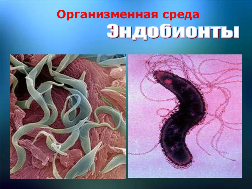 Организменные бактерии. Живые организмы обитающие в организменной среде. Среда обитания эндобионтов. Организмы организменной среды жизни.