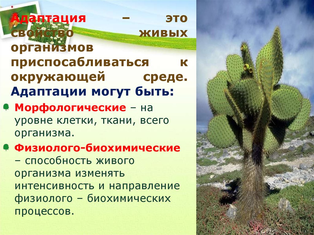 Условия среды растений. Приспособление к окружающей среде. Адаптация организмов к окружающей среде. Адаптация живых организмов. Приспособляемость организмов к окружающей среде.