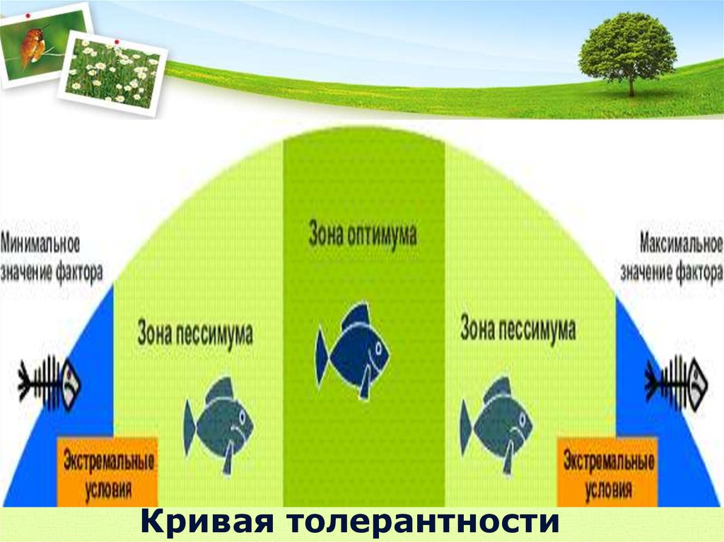 Экология экологические факторы презентация 11 класс