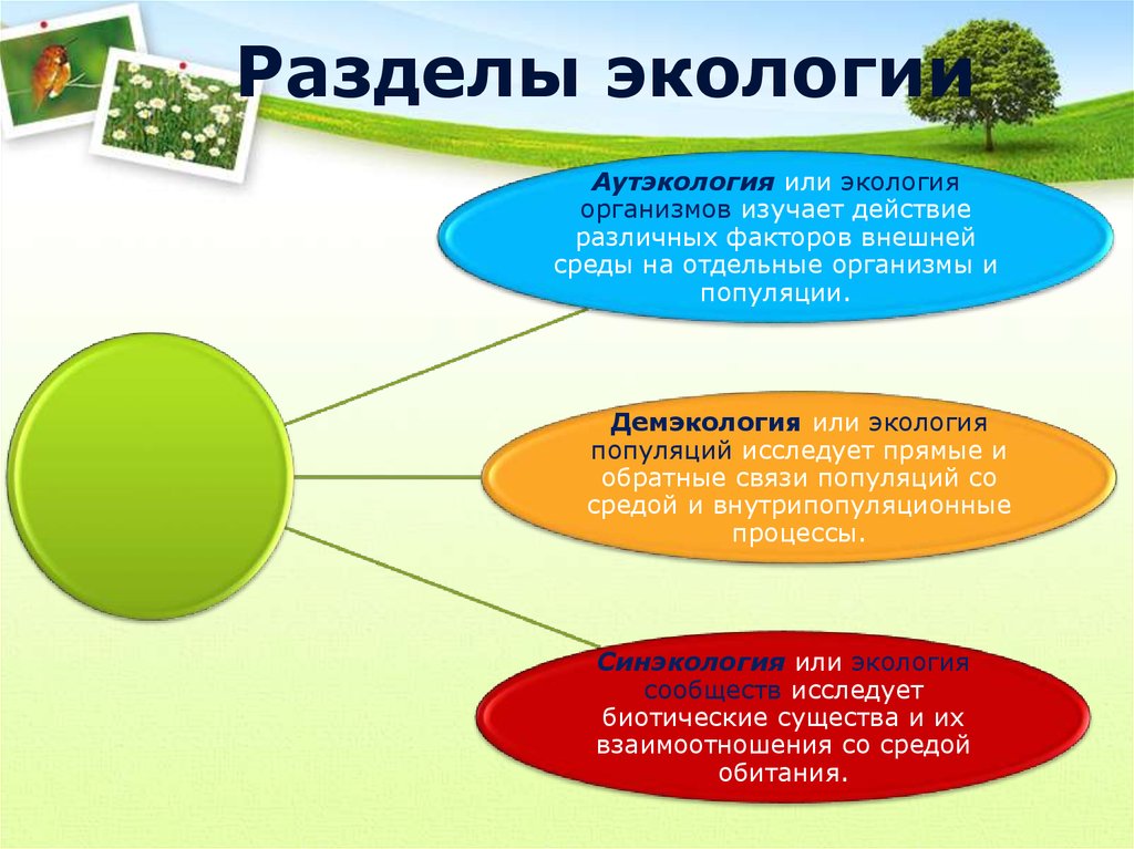 Назовите экологические. Разделы экологии. Экология разделы экологии. Разделы современной экологии. Основные разделы экологии.