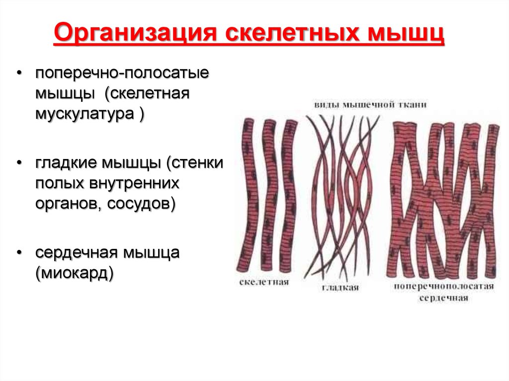 Волокна мышечной ткани