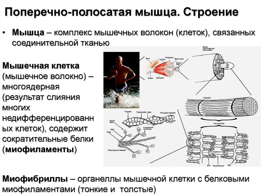 Строение физиология. Структура поперечно полосатой мышцы физиология. Строение скелетной поперечно-полосатой мышцы. Строение поперечно полосатого мышечного волокна. Поперечно полосатые мышцы схема.