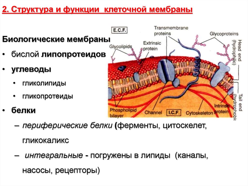 Белки входят в состав клеточной мембраны