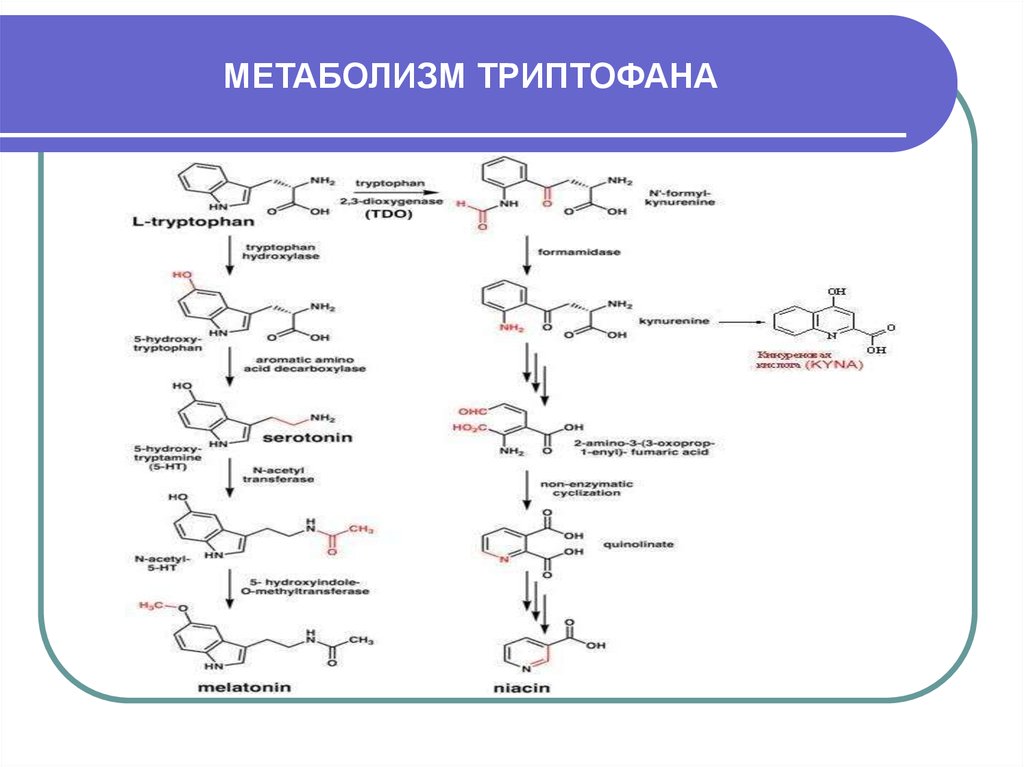 Триптофан биохимия. Схема метаболизма триптофана в организме человека. Кинурениновый путь метаболизма триптофана. Схема путей использования триптофана. Триптофан схема обмена.