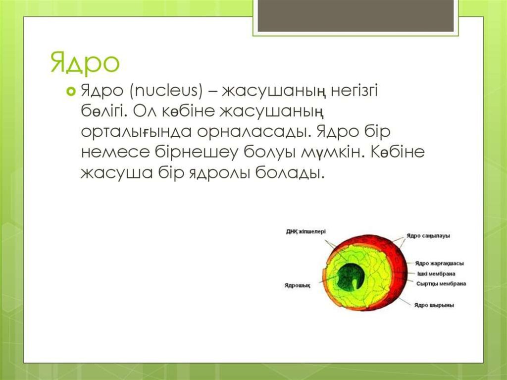 Ядро в переводе на русский язык. Ядро. Ядро для презентации. Слайд про ядро. Нуклеус ядро.
