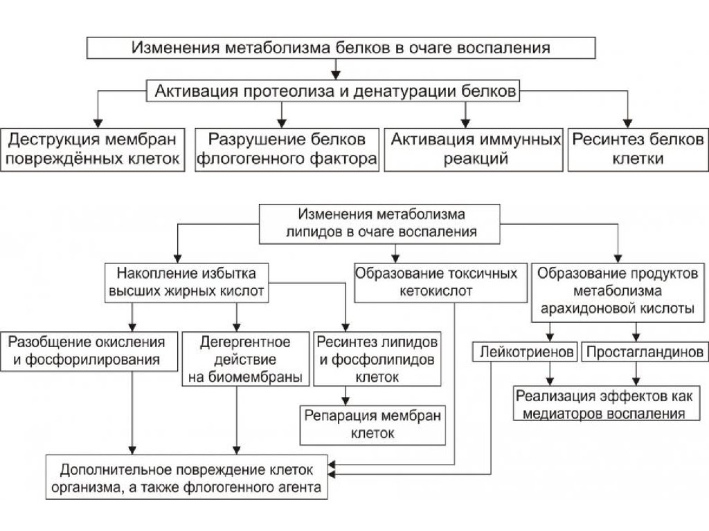 Патогенез воспаления схема