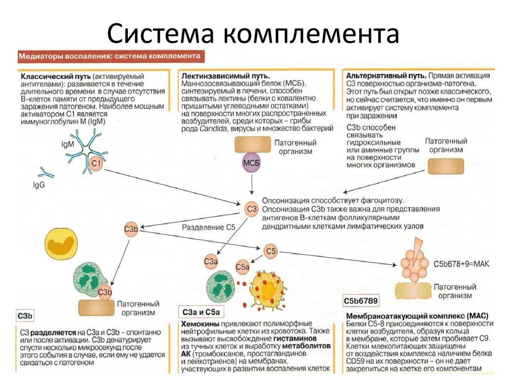 Комплемент иммунитет. Система комплемента в неспецифическом иммунитете. Механизмы активации системы комплемента. Система комплемента с9. 3 Пути активации системы комплемента.