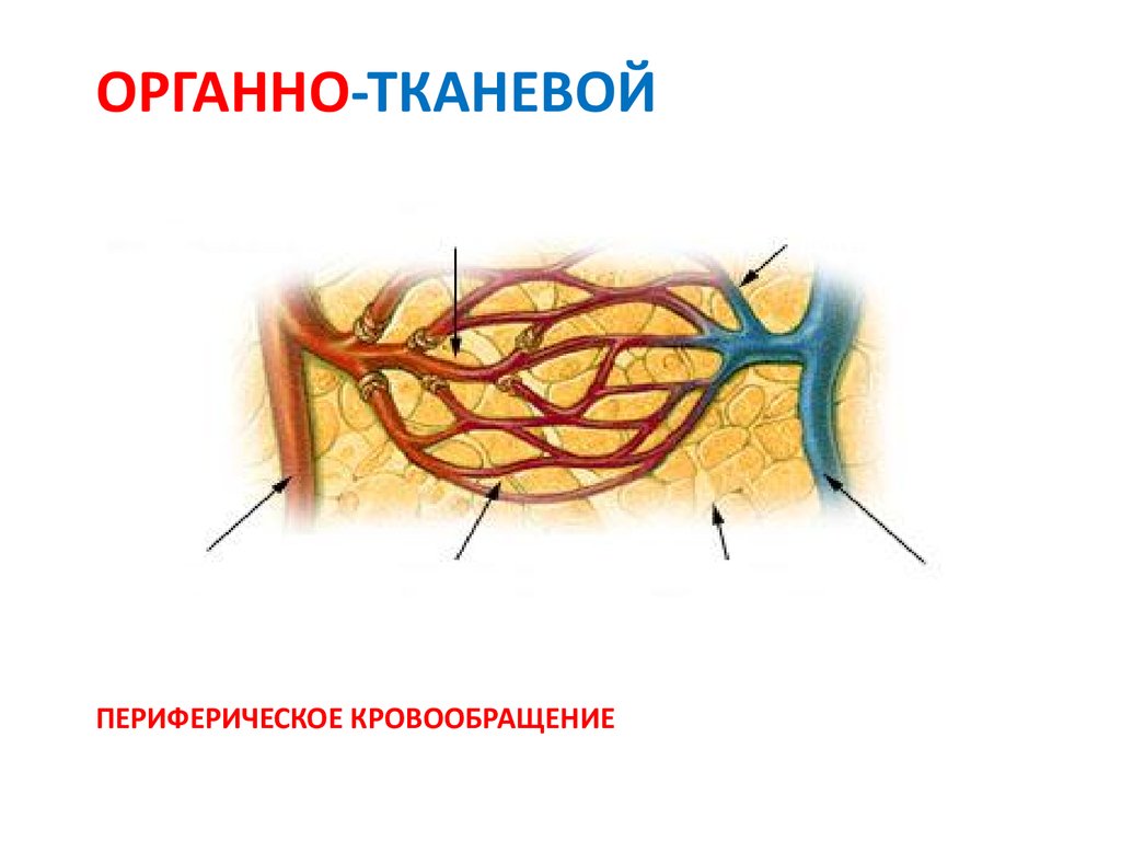Тканевой уровень жизни. Органно тканевой кровоток. Тканевый уровень. Органо тканевый уровень.