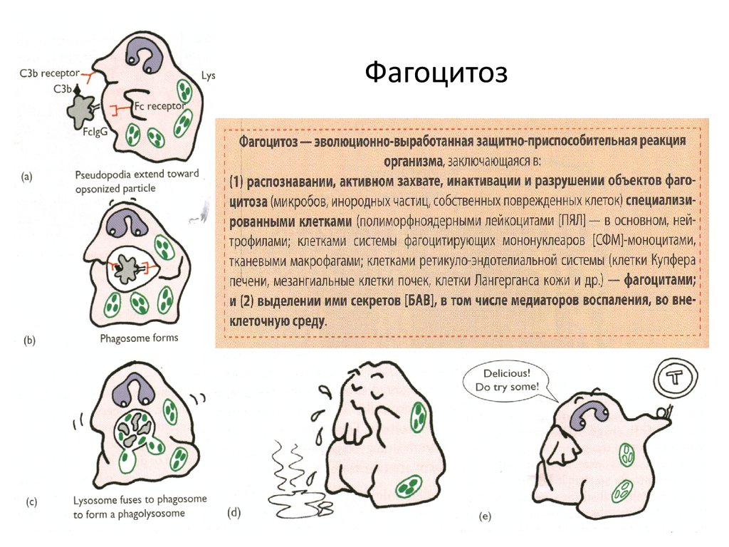 Фагоцитоз захват. Процесс фагоцитоза рисунок. Фагоцитоз краткий конспект. Рис.54 фагоцитоз схема. Фагоцитоз воспаление патофизиология.
