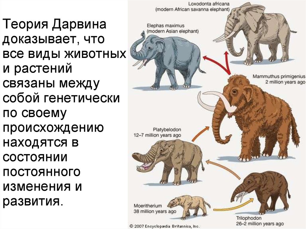 Объясните руководствуясь этой схемой формирование длинного хобота у предков современного слона