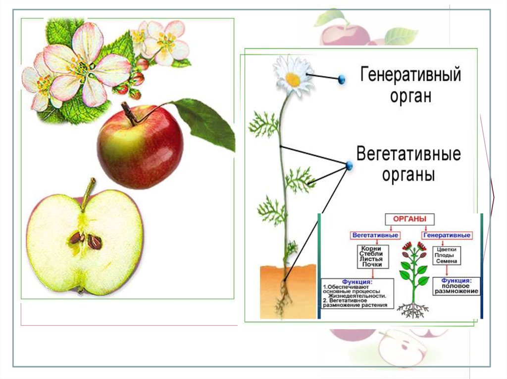 Плод это вегетативный. Схема двудольного растения. Схема строения двудольного и однодольного растения. Генеративные органы однодольных растений. Генеративные органы у двудольных и однодольных растений.