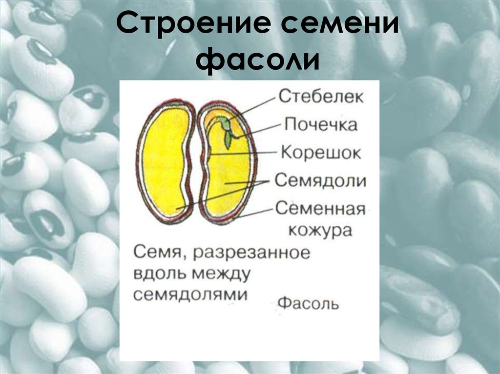 Соотнеси названия структур семени с точками на изображении