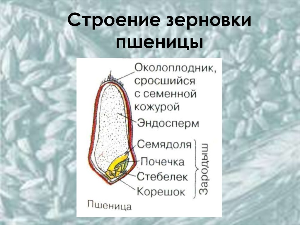 Строение семени пшеницы рисунок