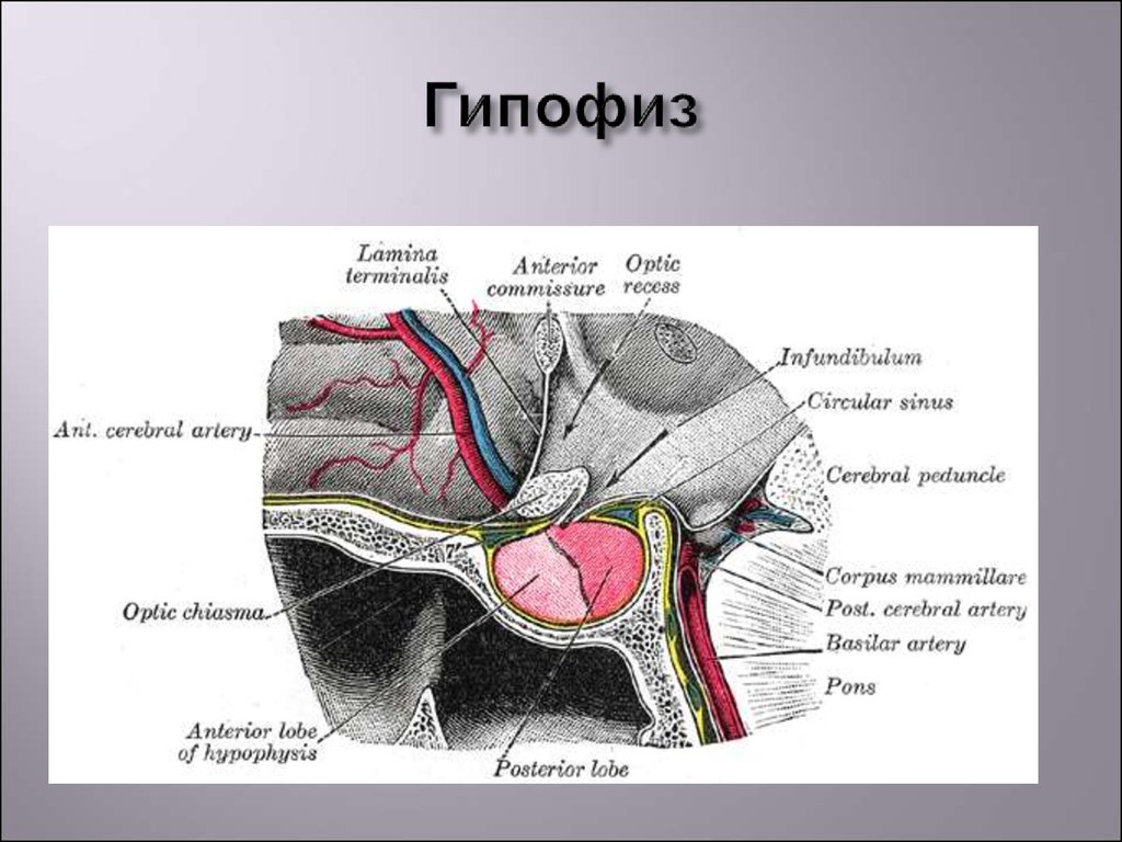 Гипофиз, гипоталамус гормондары - презентацияонлайн