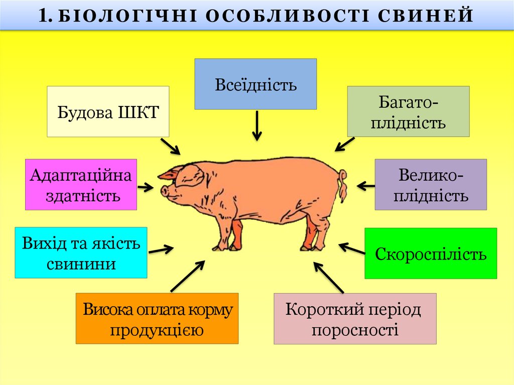 В чем заключается хозяйственное значение свиней. Заводские типы свиней.