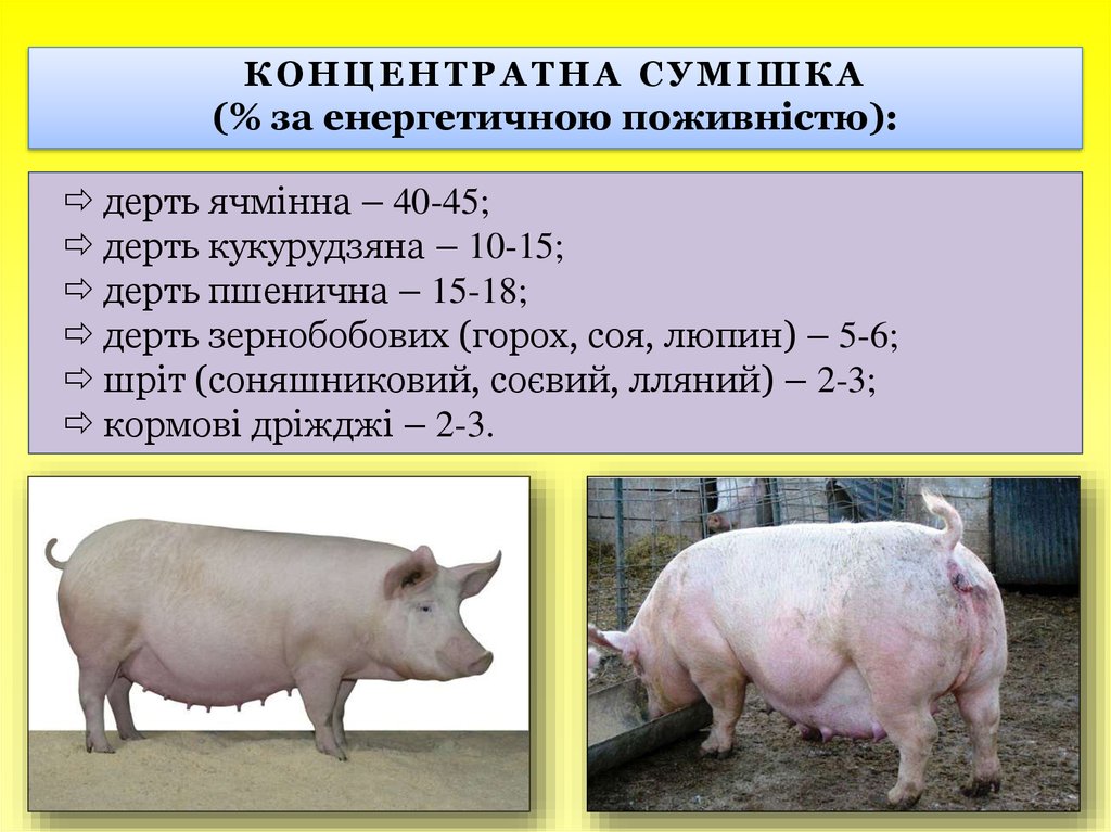 Измерение свиней