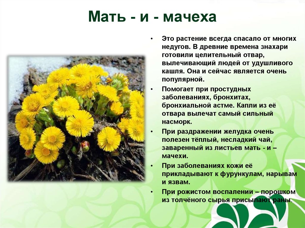 Цветки мать и мачехи польза