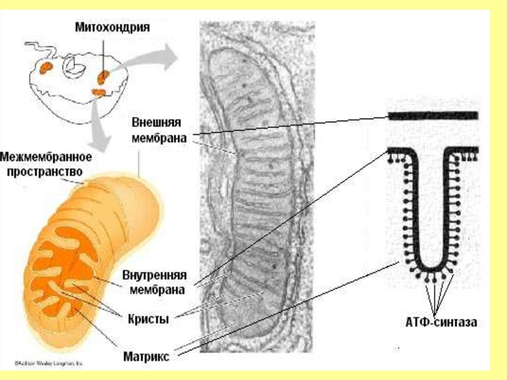 Происходит в мембранах крист