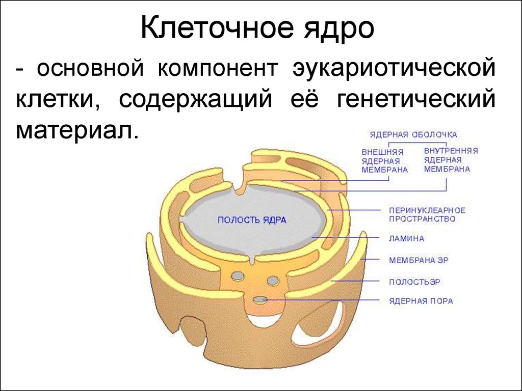 Общее ядро. Ядро главный компонент эукариотической клетки. Основные компоненты ядра эукариотической клетки. Компоненты клеточного ядра. Основные компоненты ядра клетки.