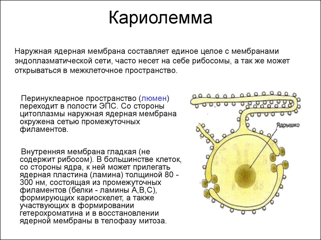 Ядерная мембрана рисунок