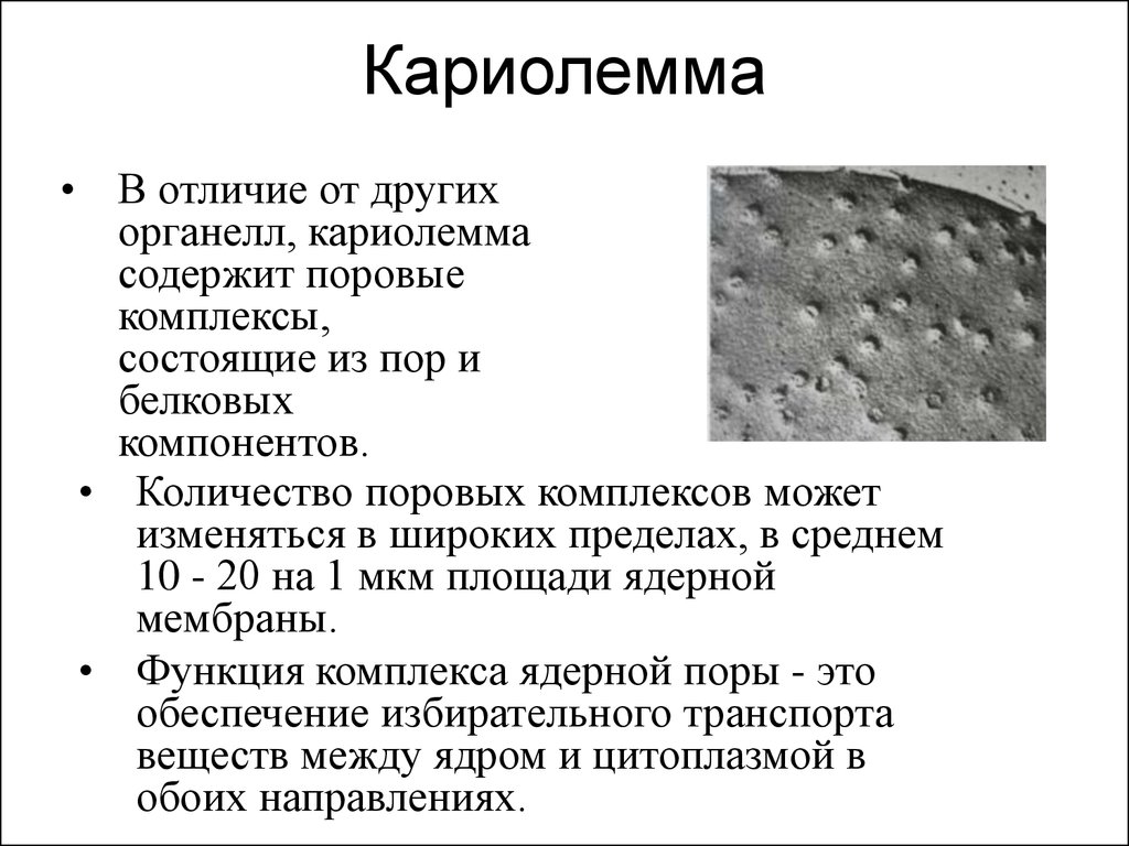 Растворение кариолеммы. Строение и функции кариолеммы. Строение ядра кариолемма. Перечислите составные части кариолеммы. Строение кариолеммы.