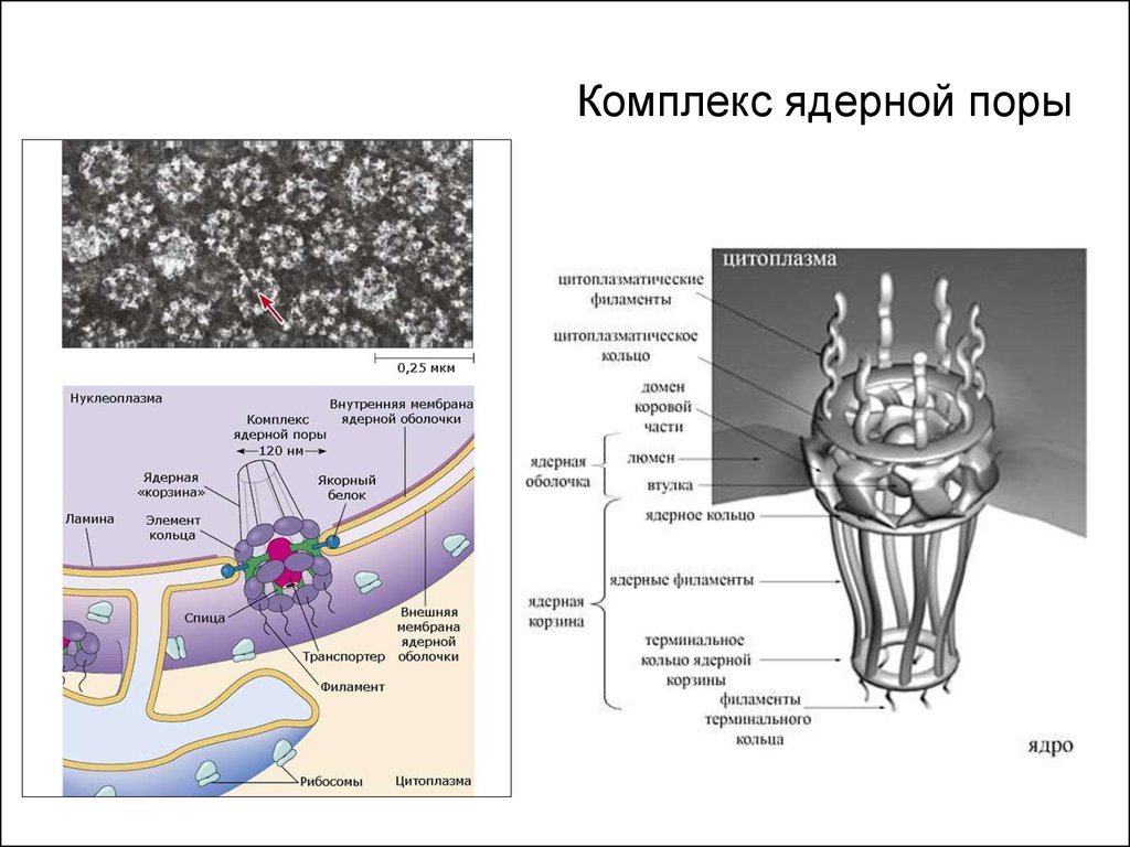 Ядерные поры. Строение ядерной поры. Комплекс ядерной поры. Ядерные поры функции. Комплекс поры ядра.