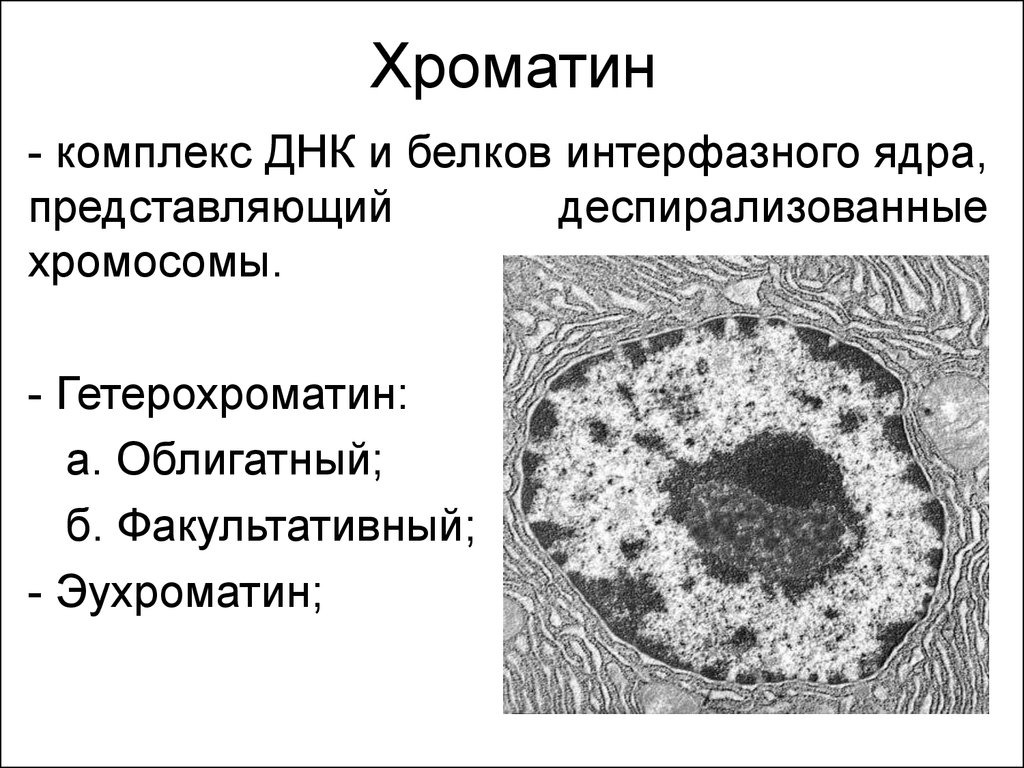 Хроматин формы