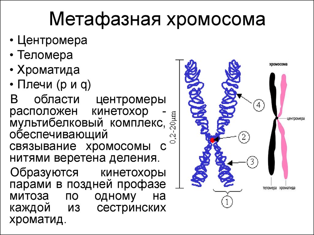 Хроматид в ядре. Метафазная хромосома. Строение метафазной хромосомы. Схема строения метафазной хромосомы. Морфология метафазной хромосомы.