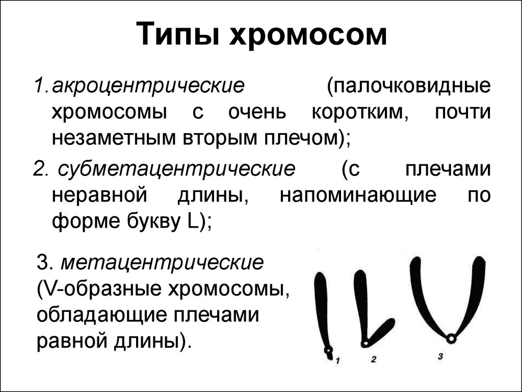 Плечи хромосом. Типы хромосом палочковидные. Типы хромосом метацентрические субметацентрические. Акроцентрические метацентрические. Акроцентрические палочковидные.